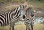 zebra-nevelde